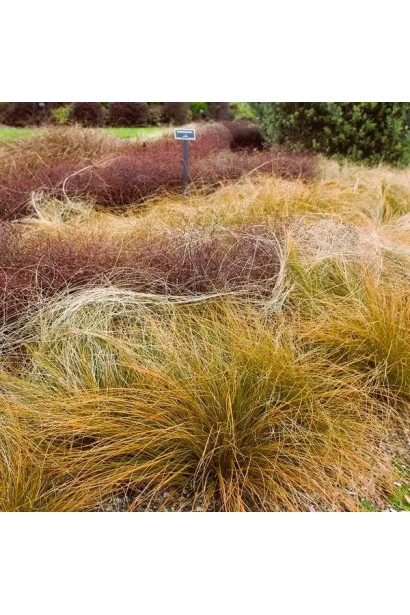Мідно-бронзова осока ‘Аубурн’
